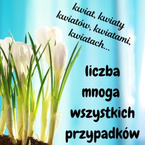 Liczba mnoga we wszystkich przypadkach